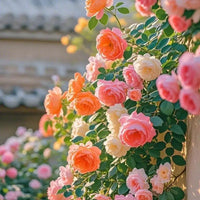 310+Colorful Climbing Rose Seeds