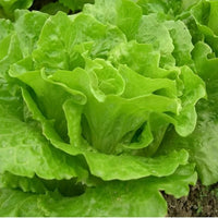 Fresh Vegetable Seeds
