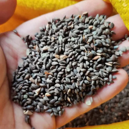 Fresh Vegetable Seeds