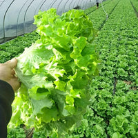 Fresh Vegetable Seeds