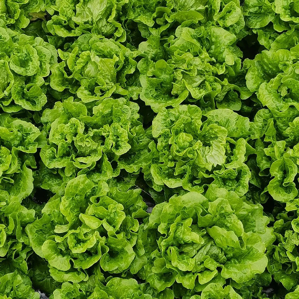 Fresh Vegetable Seeds