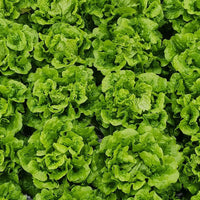 Fresh Vegetable Seeds