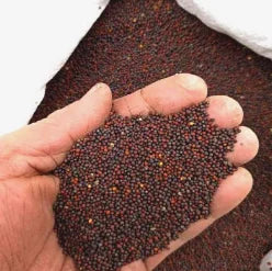 310+Colorful Climbing Rose Seeds