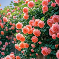 310+Colorful Climbing Rose Seeds