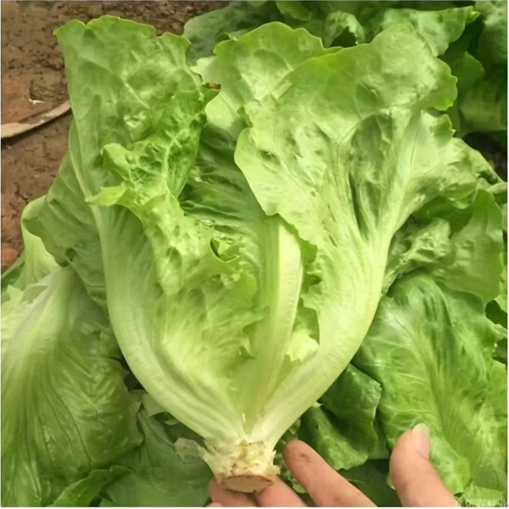 Fresh Vegetable Seeds