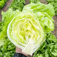 Fresh Vegetable Seeds